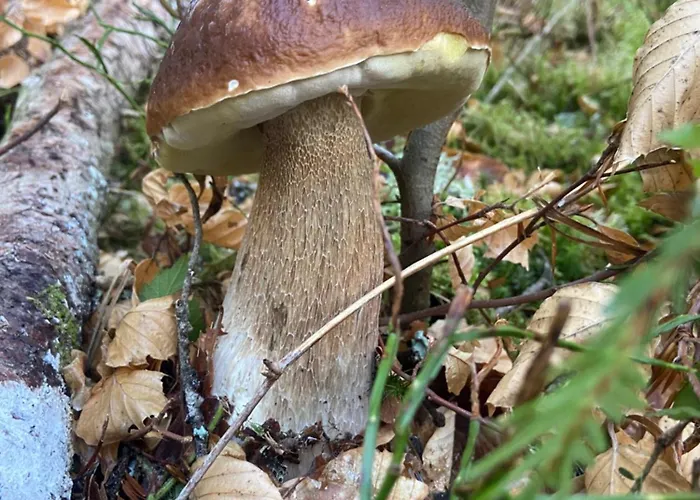La Cigale Ardechoise